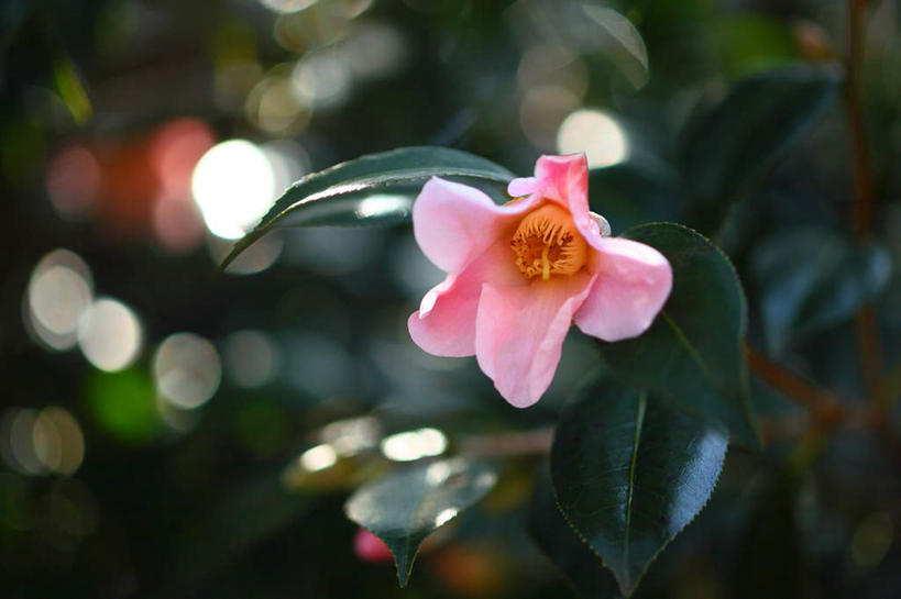 无人,横图,室外,特写,白天,正面,旅游,度假,草地,草坪,美景,植物,山茶花,叶子,朦胧,模糊,盛开,景观,绿叶,花蕾,娱乐,草,花,花瓣,花朵,鲜花,一朵,粉色,绿色,自然,花苞,花蕊,享受,休闲,嫩叶,景色,放松,自然风光,玉茗花,耐冬,海石榴,茶花,叶,叶片,彩图