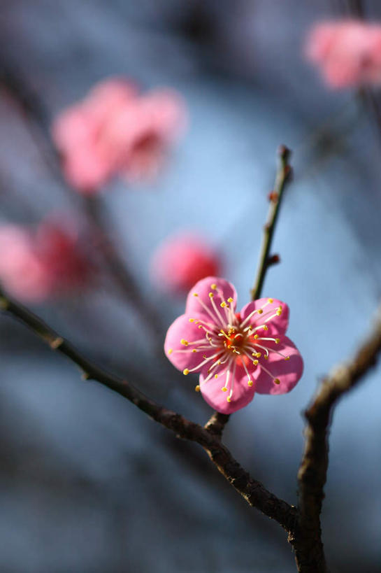无人,竖图,室外,特写,白天,正面,旅游,度假,草地,草坪,美景,植物,山茶花,叶子,五朵,许多,朦胧,模糊,盛开,景观,绿叶,花蕾,娱乐,草,花,花瓣,花朵,鲜花,粉色,绿色,自然,花苞,花蕊,享受,休闲,嫩叶,景色,放松,自然风光,玉茗花,耐冬,海石榴,茶花,叶,叶片,彩图