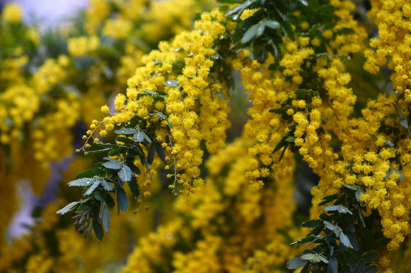 无人,横图,室外,特写,白天,正面,旅游,度假,美景,叶子,日本,亚洲,许多,朦胧,模糊,盛开,景观,绿叶,花蕾,娱乐,花,花瓣,花朵,鲜花,黄色,自然,花苞,花蕊,享受,休闲,嫩叶,景色,放松,自然风光,东亚,本州,关东地方,本州岛,日本国,崎玉,崎玉县,叶,叶片,彩图