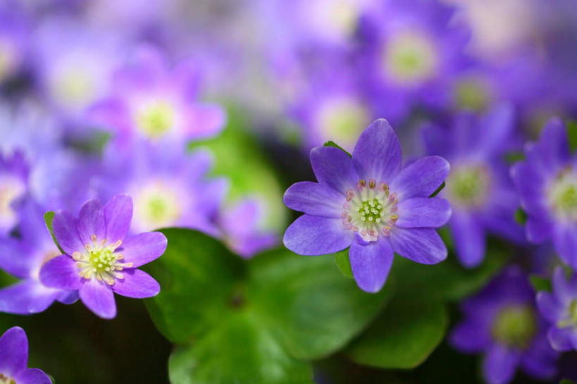 无人,横图,俯视,室外,特写,白天,旅游,美景,叶子,日本,亚洲,许多,朦胧,模糊,盛开,景观,绿叶,花蕾,花,花瓣,花朵,鲜花,紫色,自然,花苞,花蕊,嫩叶,景色,自然风光,东亚,本州,关东地方,本州岛,日本国,崎玉,崎玉县,樱草花,独一,仅有,唯一,唯有,惟一,惟有,叶,叶片,彩图,高角度拍摄,游览