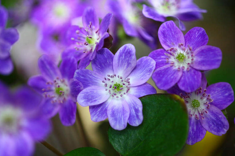 无人,横图,俯视,室外,特写,白天,旅游,美景,叶子,日本,亚洲,许多,朦胧,模糊,盛开,景观,绿叶,花蕾,花,花瓣,花朵,鲜花,紫色,自然,花苞,花蕊,嫩叶,景色,自然风光,东亚,本州,关东地方,本州岛,日本国,崎玉,崎玉县,樱草花,独一,仅有,唯一,唯有,惟一,惟有,叶,叶片,彩图,高角度拍摄,游览