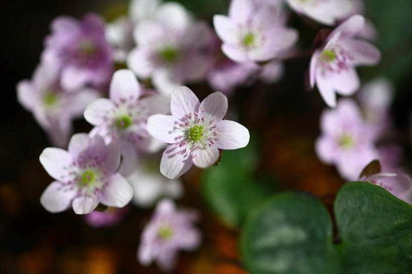 无人,横图,俯视,室外,特写,白天,旅游,度假,美景,叶子,日本,亚洲,许多,朦胧,模糊,盛开,景观,绿叶,花蕾,娱乐,花,花瓣,花朵,鲜花,白色,自然,花苞,花蕊,享受,休闲,嫩叶,景色,放松,自然风光,东亚,本州,关东地方,本州岛,日本国,崎玉,崎玉县,樱草花,独一,仅有,唯一,唯有,惟一,惟有,叶,叶片,彩图,高角度拍摄