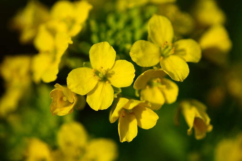 无人,横图,俯视,室外,特写,白天,旅游,度假,美景,日本,亚洲,许多,朦胧,模糊,盛开,景观,花蕾,娱乐,花,花瓣,花朵,鲜花,黄色,自然,花苞,花蕊,油菜花,享受,休闲,景色,放松,自然风光,东亚,本州,关东地方,本州岛,日本国,崎玉,崎玉县,彩图,高角度拍摄,芸苔,芸薹
