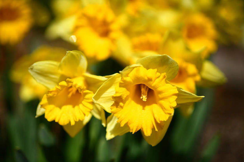 无人,横图,俯视,室外,特写,白天,爱情,旅游,度假,陶醉,美景,水仙花,日本,亚洲,许多,朦胧,模糊,盛开,景观,花蕾,娱乐,花,花瓣,花朵,鲜花,黄色,自然,花苞,花蕊,享受,休闲,景色,放松,自然风光,记忆,东亚,本州,关东地方,本州岛,日本国,金盏银台,玉玲珑,女史花,雅蒜,天蒜,崎玉,崎玉县,敬意,自恋,凌波仙子,水仙,天葱,彩图,高角度拍摄