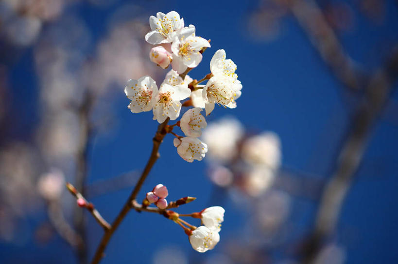 无人,横图,室外,特写,白天,仰视,旅游,度假,美景,樱花,东京,日本,亚洲,许多,朦胧,模糊,盛开,景观,花蕾,娱乐,花,花瓣,花朵,鲜花,蓝色,白色,蓝天,天空,自然,天,花苞,花蕊,享受,休闲,景色,放松,晴朗,自然风光,东亚,本州,万里无云,关东地方,本州岛,日本国,东京都,仙樱花,福岛樱,青肤樱,晴空,晴空万里,荆桃,彩图,低角度拍摄