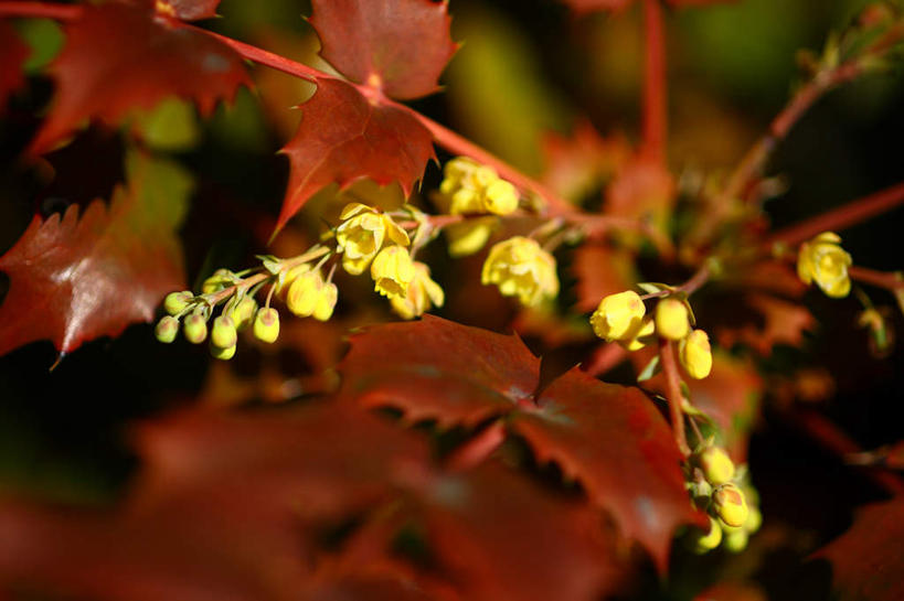 无人,横图,室外,特写,白天,正面,旅游,度假,美景,叶子,日本,亚洲,许多,朦胧,模糊,盛开,景观,绿叶,花蕾,娱乐,花,花瓣,花朵,鲜花,黄色,自然,花苞,花蕊,享受,休闲,嫩叶,景色,放松,自然风光,东亚,本州,关东地方,本州岛,日本国,崎玉,崎玉县,叶,叶片,彩图