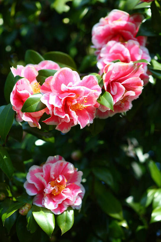 无人,竖图,室外,特写,白天,正面,旅游,度假,美景,山茶花,叶子,东京,日本,亚洲,许多,阴影,朦胧,模糊,盛开,光线,影子,景观,绿叶,花蕾,娱乐,花,花瓣,花朵,鲜花,粉色,阳光,自然,花苞,花蕊,享受,休闲,嫩叶,景色,放松,自然风光,东亚,本州,关东地方,本州岛,日本国,东京都,玉茗花,耐冬,海石榴,茶花,叶,叶片,彩图