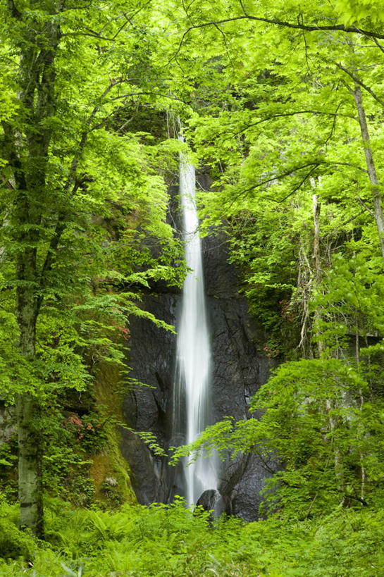 无人,竖图,室外,白天,正面,旅游,度假,草地,草坪,美景,瀑布,树林,水,植物,日本,亚洲,飞溅,溅,液体,景观,水滴,娱乐,水珠,草,树,树木,绿色,自然,享受,休闲,景色,放松,生长,成长,喷洒,自然风光,东亚,本州,本州岛,日本国,青森,青森县,东北地方,跌水,彩图