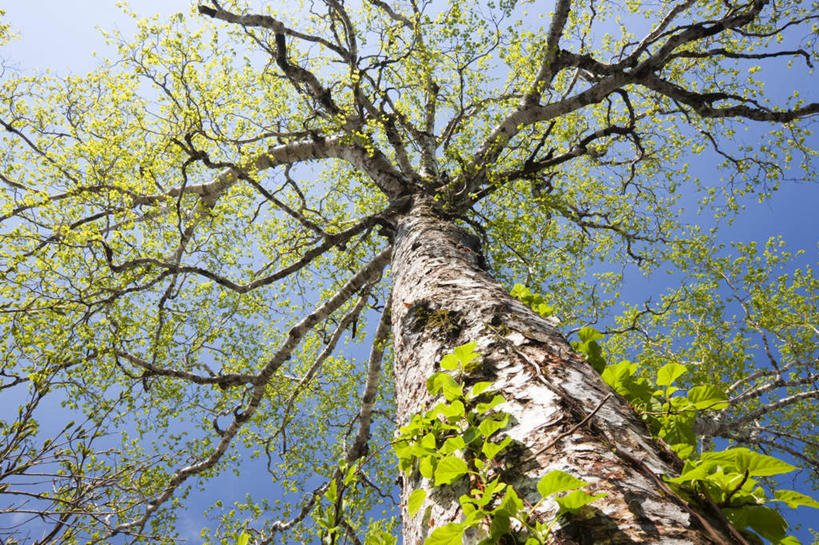 无人,横图,室外,白天,仰视,旅游,美景,植物,叶子,日本,亚洲,一棵,阴影,光线,影子,景观,绿叶,枝条,树,树干,树木,树枝,蓝色,绿色,蓝天,天空,阳光,自然,天,嫩叶,景色,生长,晴朗,成长,自然风光,东亚,本州,万里无云,本州岛,日本国,青森,青森县,东北地方,叶,叶片,晴空,晴空万里,彩图,低角度拍摄,游览