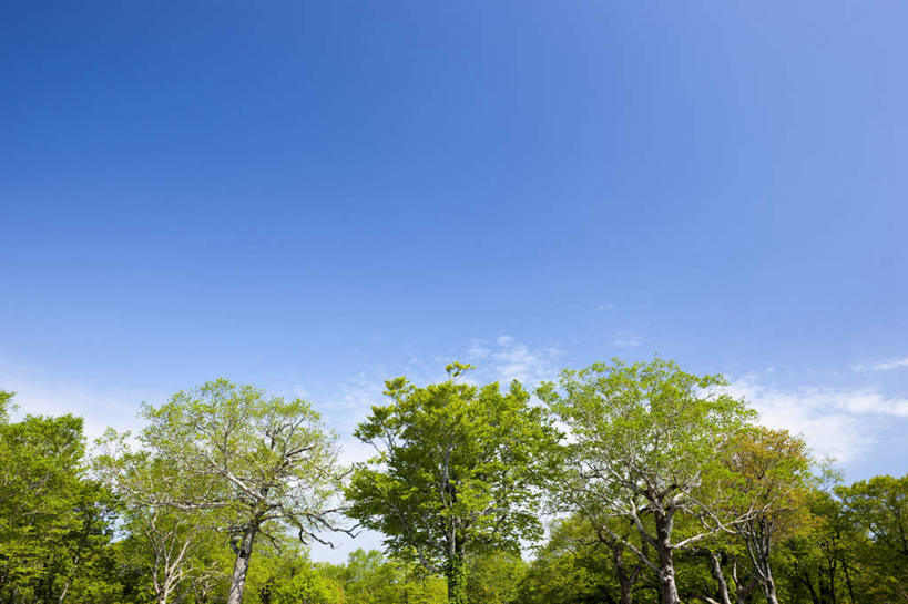 无人,横图,室外,白天,仰视,旅游,度假,美景,树林,植物,日本,亚洲,景观,云,云朵,云彩,娱乐,树,树木,蓝色,绿色,白云,蓝天,天空,自然,天,享受,休闲,景色,放松,生长,晴朗,成长,自然风光,东亚,本州,本州岛,日本国,青森,青森县,东北地方,晴空,彩图,低角度拍摄
