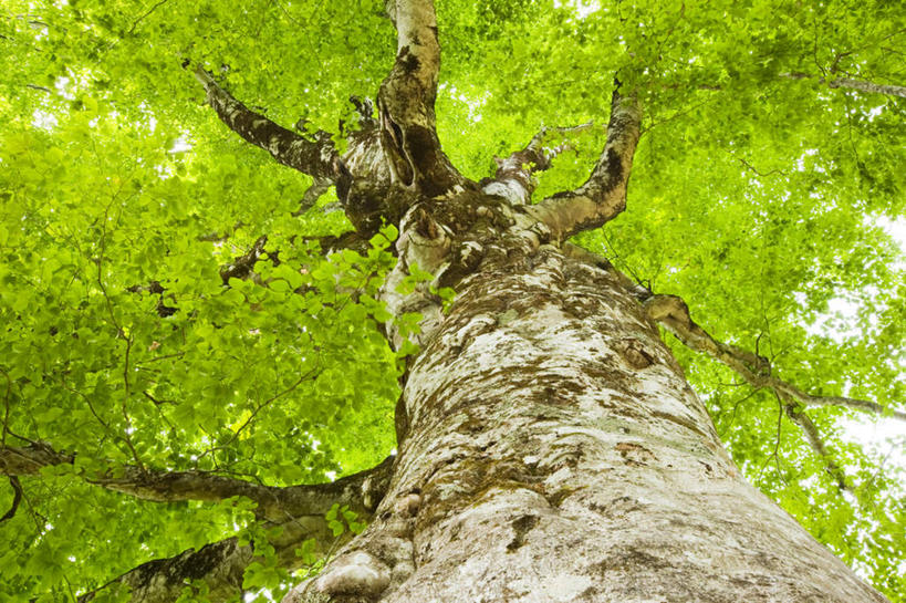 无人,横图,室外,白天,仰视,旅游,美景,植物,日本,亚洲,一棵,阴影,光线,影子,景观,枝条,树,树干,树木,树枝,蓝色,绿色,蓝天,天空,阳光,自然,天,景色,生长,晴朗,成长,自然风光,东亚,本州,万里无云,本州岛,日本国,青森,青森县,东北地方,晴空,晴空万里,彩图,低角度拍摄,游览