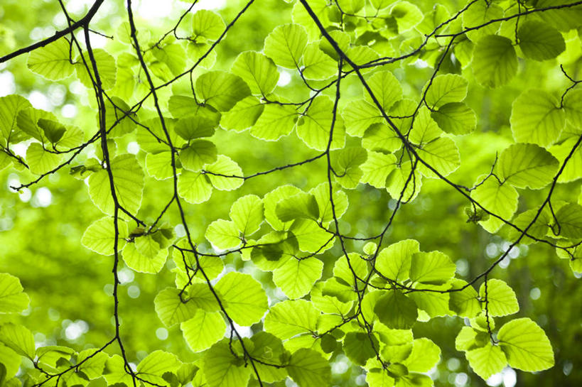 无人,横图,室外,特写,白天,仰视,旅游,度假,美景,树林,植物,叶子,日本,亚洲,朦胧,模糊,景观,绿叶,娱乐,树,树木,蓝色,绿色,蓝天,天空,自然,天,享受,休闲,嫩叶,景色,放松,生长,晴朗,成长,自然风光,东亚,本州,万里无云,本州岛,日本国,青森,青森县,东北地方,叶,叶片,晴空,晴空万里,彩图,低角度拍摄