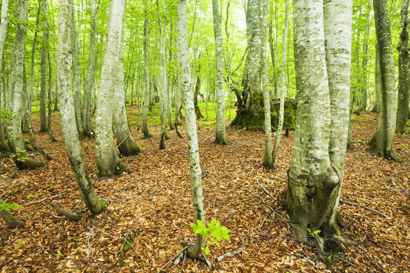 无人,横图,俯视,室外,白天,旅游,度假,草地,草坪,美景,树林,植物,叶子,秋田县,日本,亚洲,一堆,许多,堆叠,堆积,景观,枯叶,落叶,娱乐,草,树,树木,绿色,自然,享受,休闲,景色,放松,生长,成长,堆,自然风光,东亚,本州,本州岛,日本国,秋田,东北地方,叶,叶片,彩图,高角度拍摄