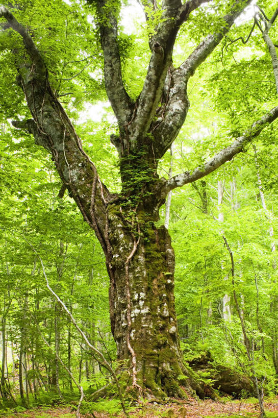 无人,竖图,室外,白天,仰视,旅游,美景,植物,秋田县,日本,亚洲,一棵,景观,枝条,树,树干,树木,树枝,蓝色,绿色,蓝天,天空,自然,天,景色,生长,晴朗,成长,自然风光,东亚,本州,万里无云,本州岛,日本国,秋田,东北地方,晴空,晴空万里,彩图,低角度拍摄,游览
