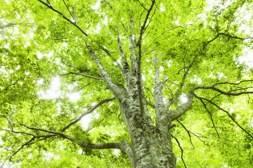 无人,横图,室外,白天,仰视,旅游,度假,美景,树林,植物,叶子,秋田县,日本,亚洲,景观,绿叶,娱乐,树,树木,蓝色,绿色,蓝天,天空,自然,天,享受,休闲,嫩叶,景色,放松,生长,晴朗,成长,自然风光,东亚,本州,万里无云,本州岛,日本国,秋田,东北地方,叶,叶片,晴空,晴空万里,彩图,低角度拍摄