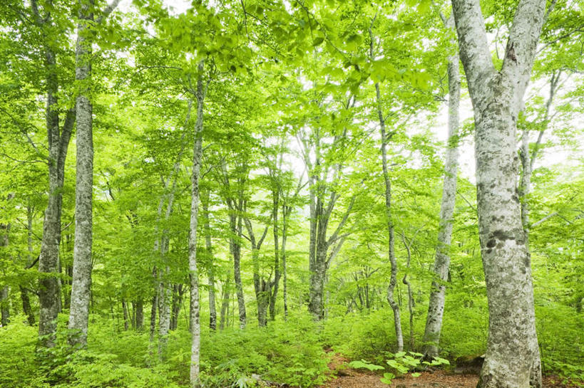 无人,横图,室外,白天,正面,旅游,度假,草地,草坪,美景,树林,植物,秋田县,日本,亚洲,景观,娱乐,草,树,树木,蓝色,绿色,蓝天,天空,自然,天,享受,休闲,景色,放松,生长,晴朗,成长,自然风光,东亚,本州,万里无云,本州岛,日本国,秋田,东北地方,晴空,晴空万里,彩图