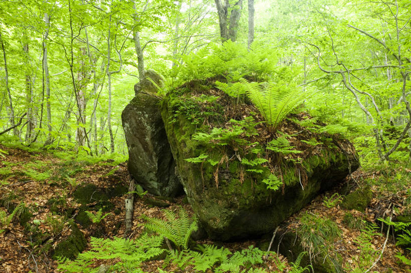 无人,横图,室外,白天,正面,旅游,度假,礁石,石头,美景,森林,树林,植物,秋田县,日本,亚洲,石子,景观,娱乐,树,树木,蓝色,绿色,蓝天,天空,自然,天,享受,休闲,景色,放松,生长,晴朗,成长,自然风光,东亚,本州,万里无云,本州岛,日本国,秋田,东北地方,礁,石块,岩石,晴空,晴空万里,彩图