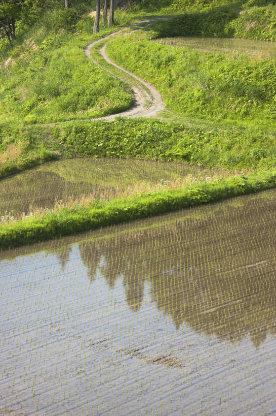 无人,农田,竖图,俯视,航拍,室外,白天,旅游,度假,庄稼,农作物,草地,草坪,美景,水,植物,道路,路,日本,亚洲,阴影,反射,液体,影子,景观,水滴,小路,交通,娱乐,草,绿色,自然,享受,休闲,景色,放松,乡间小路,鸟瞰,自然风光,东亚,本州,本州岛,日本国,中部地方,新潟,新潟县,彩图,高角度拍摄,耕地,庄稼田