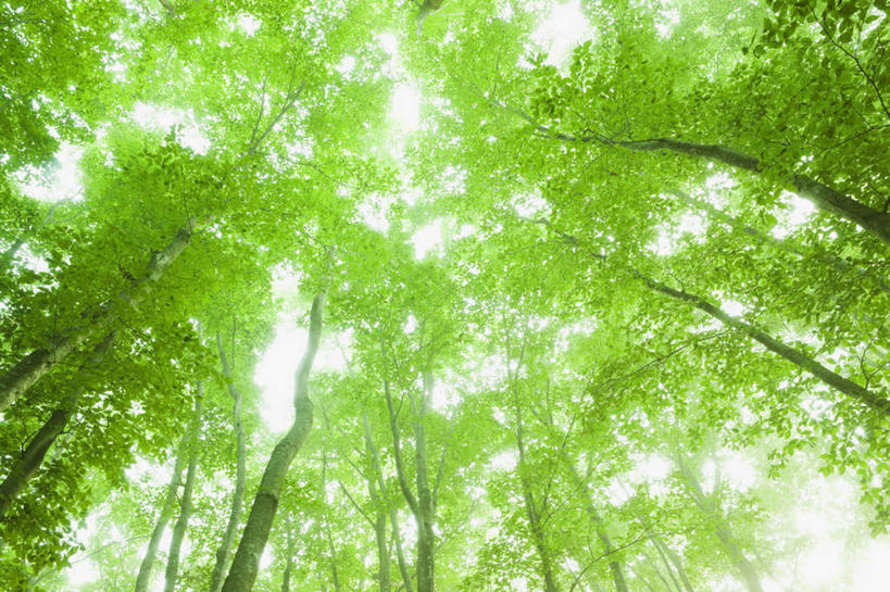 无人,横图,室外,白天,仰视,旅游,度假,美景,树林,植物,日本,亚洲,景观,娱乐,树,树木,蓝色,绿色,蓝天,天空,自然,天,享受,休闲,景色,放松,生长,晴朗,成长,自然风光,东亚,本州,万里无云,本州岛,日本国,中部地方,新潟,新潟县,晴空,晴空万里,彩图,低角度拍摄