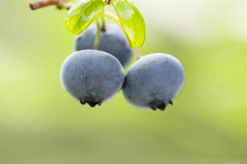 无人,横图,室外,特写,白天,正面,旅游,度假,美景,浆果,蓝莓,水果,叶子,日本,亚洲,朦胧,模糊,新鲜,景观,生食,食品,果实,绿叶,娱乐,食物,三个,自然,享受,休闲,嫩叶,景色,放松,有机食品,绿色食品,自然风光,东亚,日本国,叶,叶片,山都柿,蓝浆果,蓝靛果,彩图