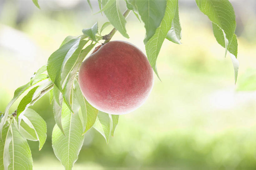 无人,横图,室外,特写,白天,正面,旅游,度假,美景,桃子,水果,叶子,日本,亚洲,朦胧,模糊,新鲜,景观,生食,食品,果实,绿叶,娱乐,食物,一个,自然,享受,休闲,嫩叶,景色,放松,有机食品,绿色食品,单个,自然风光,东亚,肺果,日本国,叶,叶片,彩图