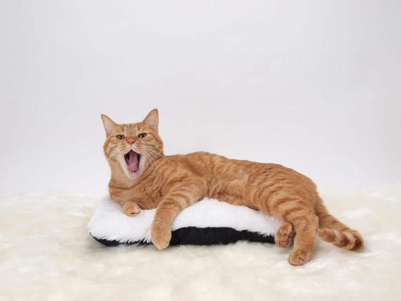 无人,横图,室内,白天,白色背景,正面,靠垫,宠物,猫,花纹,条纹,棕色,靠枕,一个,一只,动物,垫子,枕头,趴着,张嘴,可爱,摄影,影棚,单个,斑纹,猫咪,张大嘴巴,张开嘴,趴,彩图,全身,影棚拍摄,拍摄