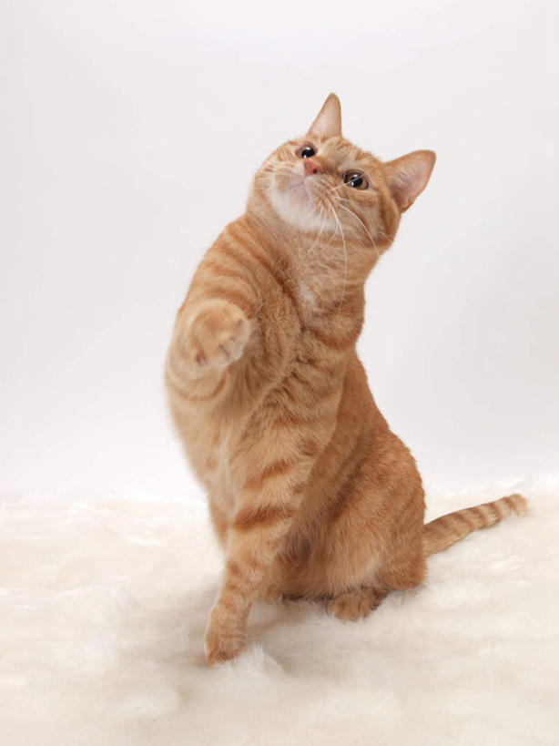 无人,站,竖图,室内,白天,白色背景,正面,宠物,猫,花纹,条纹,毯子,棕色,一个,一只,动物,垫子,站着,可爱,摄影,影棚,单个,斑纹,猫咪,抬头,仰头,站立,彩图,全身,影棚拍摄,拍摄