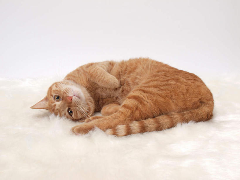 无人,躺,横图,室内,白天,白色背景,正面,宠物,猫,花纹,条纹,毯子,棕色,一个,一只,动物,垫子,趴着,可爱,摄影,影棚,单个,斑纹,猫咪,卧着,趴,躺着,卧,彩图,全身,影棚拍摄,拍摄