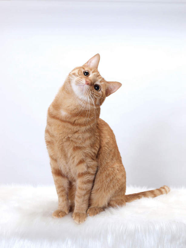 无人,站,竖图,室内,白天,白色背景,正面,宠物,猫,花纹,条纹,毯子,棕色,扭头,注视,一个,一只,动物,垫子,观察,看,站着,转头,可爱,摄影,影棚,单个,观看,察看,关注,斑纹,猫咪,站立,彩图,全身,影棚拍摄,拍摄