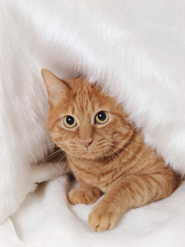 无人,竖图,俯视,室内,白天,白色背景,宠物,猫,花纹,条纹,毯子,棕色,注视,一个,一只,动物,垫子,观察,看,趴着,可爱,摄影,影棚,单个,观看,察看,关注,斑纹,猫咪,趴,抬头,仰头,半身,彩图,高角度拍摄,影棚拍摄,拍摄