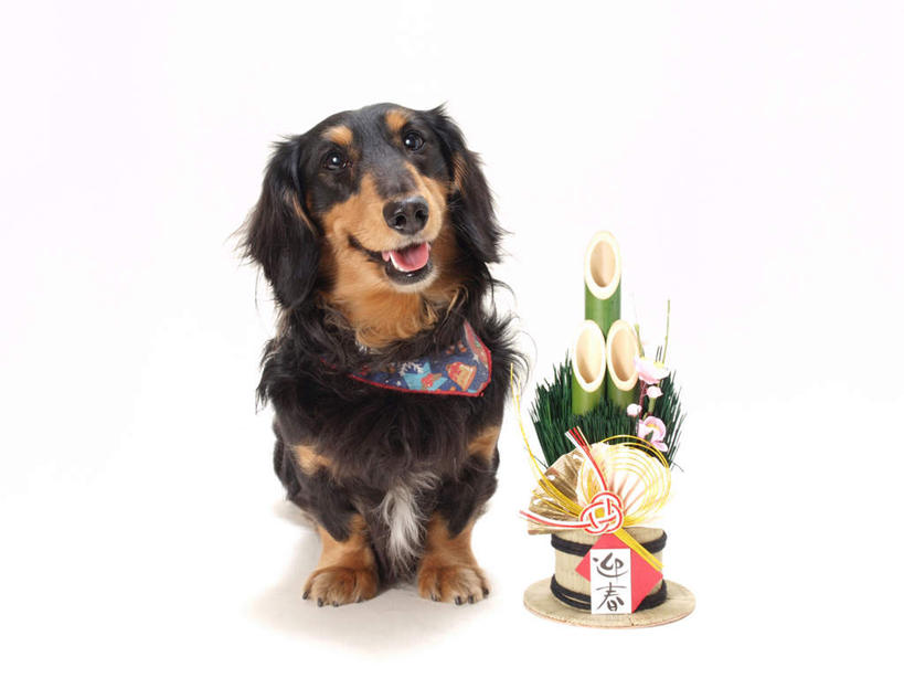 无人,站,横图,室内,白天,白色背景,正面,宠物,狗,装饰,标志,文字,字符,标识,吐舌头,一只,黑色,动物,围巾,伸舌头,站着,温暖,鬼脸,吐舌,汉字,可爱,摄影,影棚,围脖,保暖,华丽,修饰,点缀,御寒,中文,忠诚,门松,衬托,美观,雅致,雅观,长寿,国文,华文,犬,站立,彩图,全身,影棚拍摄,拍摄