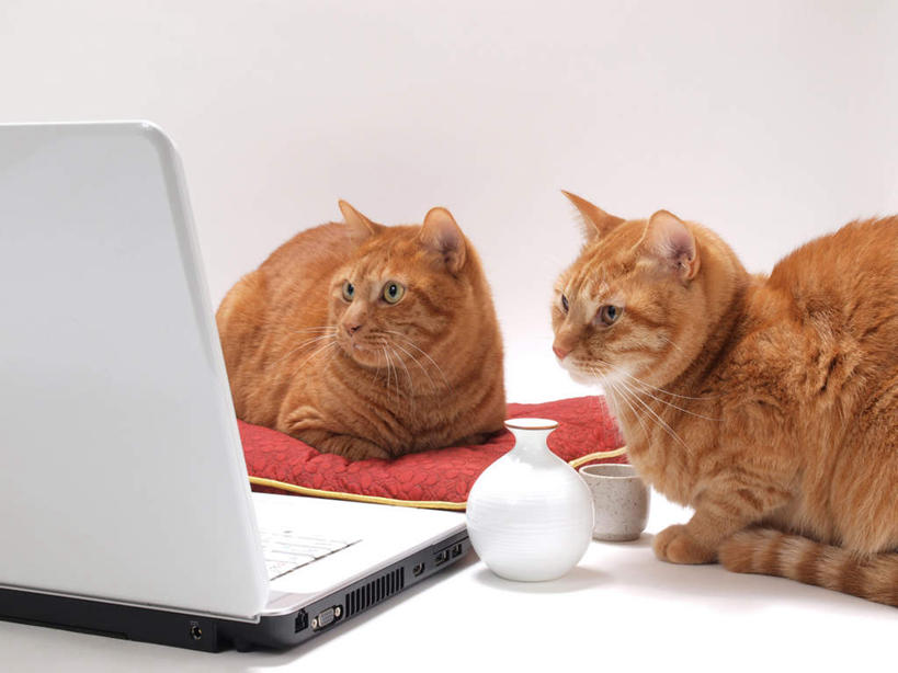 无人,坐,横图,室内,白天,白色背景,正面,电脑,笔记本电脑,靠垫,宠物,猫,网络,陶瓷,靠枕,陶瓷制品,注视,通讯设备,酒瓶,一个,动物,酒杯,瓶子,垫子,枕头,观察,看,两只,可爱,摄影,影棚,单个,观看,察看,无线,关注,通信设备,无线网络,猫咪,无线上网,便携式电脑,手提电脑,坐着,半身,彩图,影棚拍摄,拍摄,清酒瓶