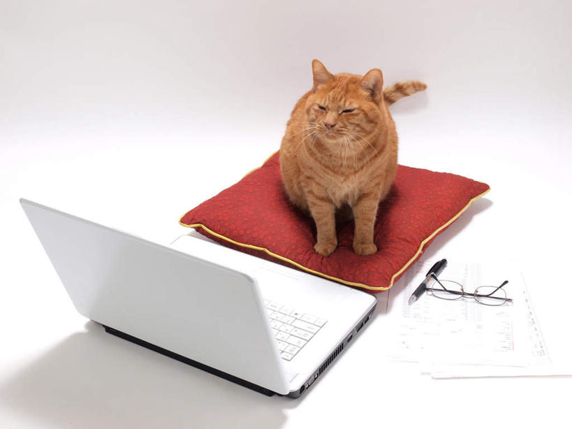 无人,站,横图,俯视,室内,白天,白色背景,电脑,笔记本电脑,靠垫,宠物,猫,一副,网络,笔,材料,档案,文件,眼镜,办公用品,靠枕,圆珠笔,注视,通讯设备,文具,一个,一只,动物,学习用品,资料,垫子,枕头,观察,看,站着,可爱,摄影,影棚,单个,观看,文具用品,一支,察看,无线,关注,文档,通信设备,无线网络,猫咪,近视眼镜,无线上网,便携式电脑,手提电脑,站立,彩图,高角度拍摄,全身,影棚拍摄,拍摄