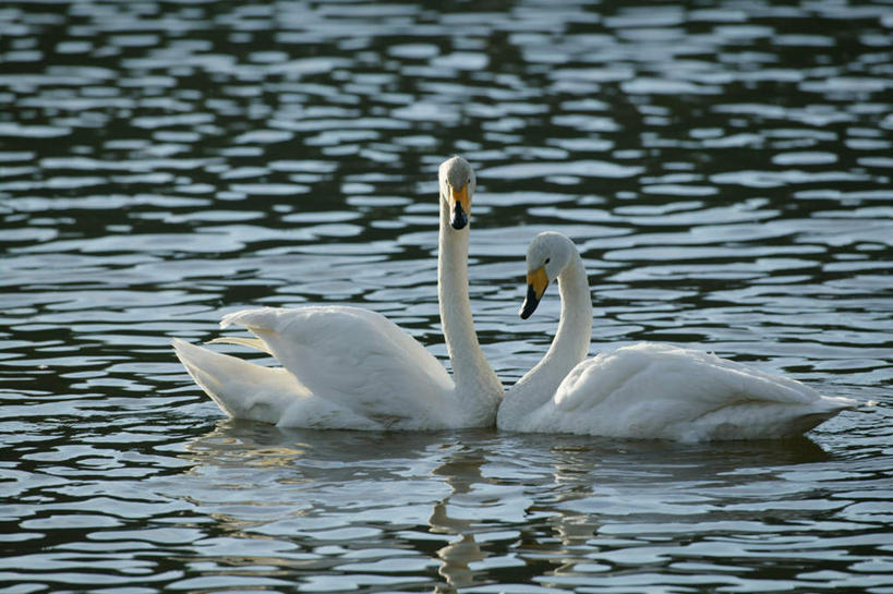 无人,横图,室外,白天,正面,旅游,度假,湖,湖泊,美景,水,鸟,野生动物,天鹅,飞翔,阴影,波纹,朦胧,模糊,反射,飞行,鸟类,影子,湖面,景观,水流,水面,涟漪,翱翔,娱乐,倒影,水纹,自然,动物,波浪,湖水,两只,享受,休闲,景色,放松,可爱,自然风光,水晕,鹄,彩图,全身