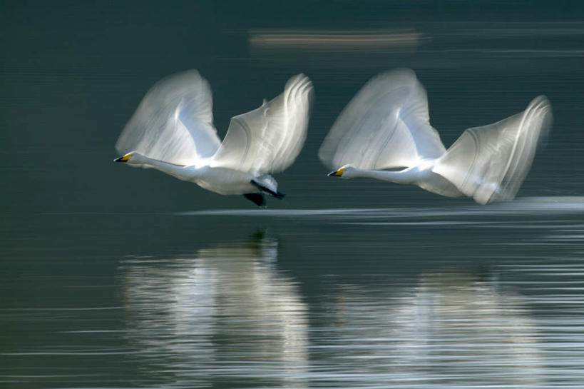无人,横图,室外,白天,正面,旅游,度假,湖,湖泊,美景,水,鸟,野生动物,天鹅,飞翔,阴影,波纹,朦胧,模糊,反射,飞行,鸟类,影子,湖面,景观,水流,水面,涟漪,翱翔,娱乐,倒影,水纹,自然,动物,波浪,湖水,两只,享受,休闲,景色,放松,可爱,自然风光,水晕,鹄,彩图,全身