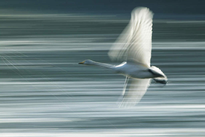 无人,横图,室外,白天,侧面,旅游,度假,湖,湖泊,美景,水,鸟,野生动物,天鹅,飞翔,阴影,波纹,朦胧,模糊,反射,飞行,鸟类,影子,湖面,景观,水流,水面,涟漪,翱翔,娱乐,一只,倒影,水纹,自然,动物,波浪,湖水,享受,休闲,景色,放松,可爱,自然风光,水晕,鹄,彩图,全身