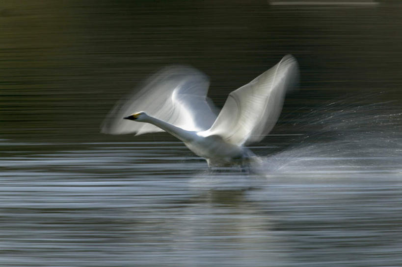 无人,横图,室外,白天,侧面,旅游,度假,湖,湖泊,美景,水,鸟,野生动物,天鹅,飞翔,阴影,波纹,朦胧,模糊,反射,飞行,鸟类,影子,湖面,景观,水流,水面,涟漪,翱翔,娱乐,一只,倒影,水纹,自然,动物,波浪,湖水,享受,休闲,景色,放松,可爱,自然风光,水晕,鹄,彩图,全身