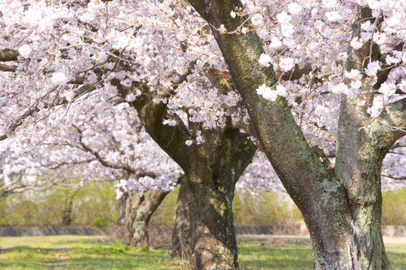 无人,横图,室外,白天,正面,旅游,度假,美景,植物,樱花,日本,亚洲,许多,盛开,景观,娱乐,花,花瓣,花朵,花卉,鲜花,树,树木,树枝,粉色,绿色,自然,花蕊,享受,休闲,景色,放松,生长,成长,自然风光,东亚,本州,茨城,茨城县,关东地方,本州岛,日本国,仙樱花,福岛樱,青肤樱,荆桃,彩图