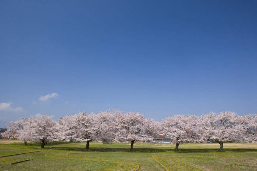 无人,横图,室外,白天,正面,旅游,度假,草地,草坪,美景,树林,植物,樱花,日本,亚洲,一排,整齐,盛开,景观,云,云朵,花蕾,云彩,娱乐,草,花,花瓣,花朵,鲜花,树,树木,排列,粉色,蓝色,绿色,白云,蓝天,天空,自然,天,花苞,花蕊,享受,休闲,景色,放松,生长,晴朗,成长,队列,自然风光,东亚,本州,茨城,茨城县,关东地方,本州岛,日本国,仙樱花,福岛樱,青肤樱,晴空,荆桃,彩图