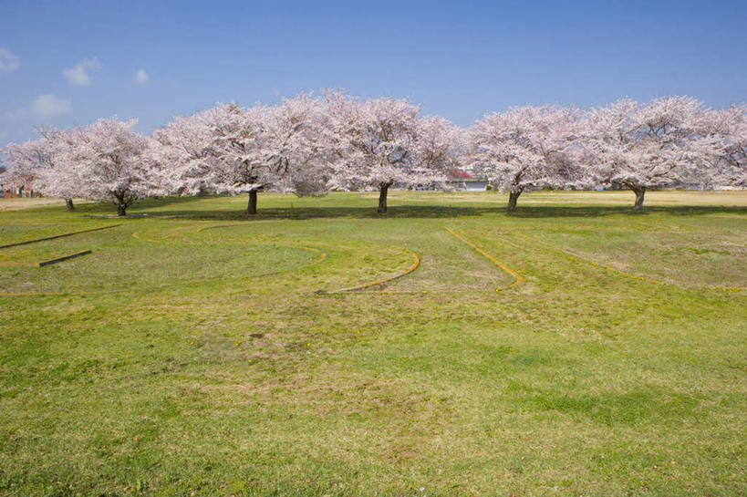 无人,横图,室外,白天,正面,旅游,度假,草地,草坪,美景,树林,植物,樱花,日本,亚洲,一排,整齐,盛开,景观,云,云朵,花蕾,云彩,娱乐,草,花,花瓣,花朵,鲜花,树,树木,排列,粉色,蓝色,绿色,白云,蓝天,天空,自然,天,花苞,花蕊,享受,休闲,景色,放松,生长,晴朗,成长,队列,自然风光,东亚,本州,茨城,茨城县,关东地方,本州岛,日本国,仙樱花,福岛樱,青肤樱,晴空,荆桃,彩图