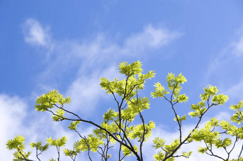 无人,横图,室外,白天,仰视,旅游,度假,美景,植物,叶子,秋田县,日本,亚洲,阴影,光线,影子,景观,云,云朵,绿叶,云彩,娱乐,蓝色,绿色,白云,蓝天,天空,阳光,自然,天,享受,休闲,嫩叶,景色,放松,晴朗,自然风光,东亚,本州,本州岛,日本国,秋田,东北地方,叶,叶片,晴空,彩图,低角度拍摄