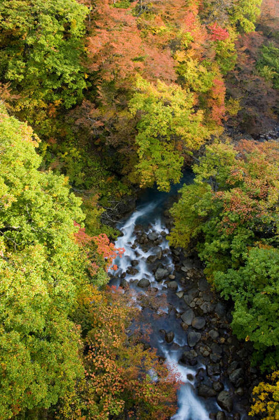 无人,竖图,俯视,航拍,室外,白天,旅游,度假,河流,美景,森林,树林,水,植物,日本,亚洲,河水,景观,水流,娱乐,树,树木,绿色,小溪,自然,溪水,享受,休闲,景色,放松,生长,成长,鸟瞰,自然风光,东亚,本州,本州岛,日本国,岩手,岩手县,东北地方,彩图,高角度拍摄