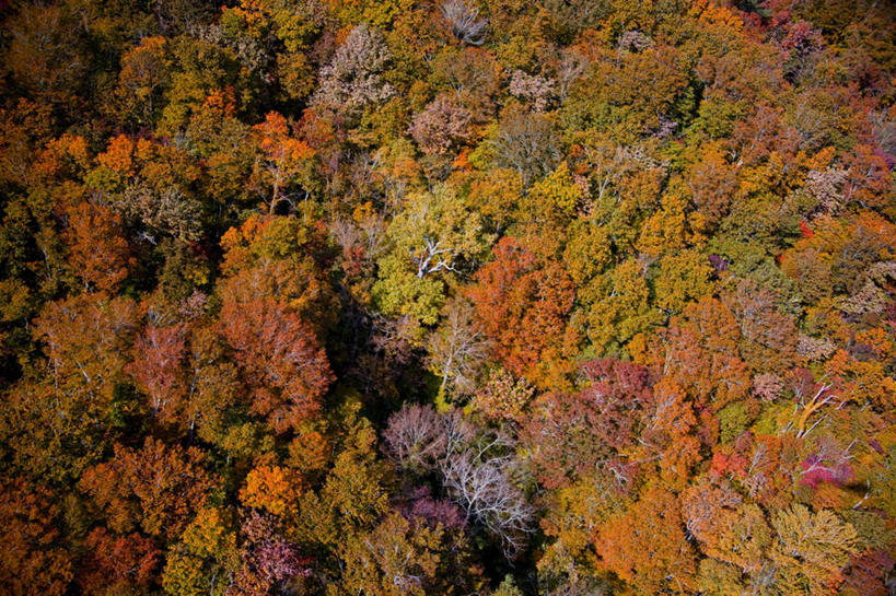 无人,横图,俯视,航拍,室外,白天,旅游,度假,湖,湖泊,美景,森林,树林,水,植物,日本,亚洲,湖面,景观,水流,水面,云,云朵,云彩,娱乐,树,树木,蓝色,绿色,白云,蓝天,天空,自然,湖水,天,享受,休闲,景色,放松,生长,成长,鸟瞰,自然风光,东亚,本州,本州岛,日本国,青森,青森县,东北地方,十和田市,十和田,彩图,高角度拍摄