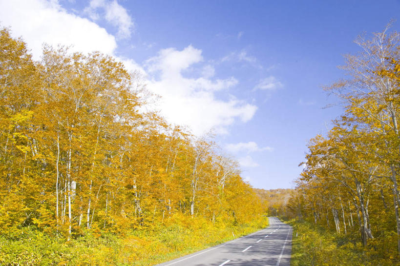 无人,横图,室外,白天,正面,旅游,度假,美景,森林,树林,植物,道路,路,公路,叶子,日本,亚洲,阴影,光线,影子,景观,云,云朵,绿叶,交通,云彩,娱乐,树,树木,蓝色,绿色,白云,蓝天,天空,阳光,自然,天,享受,休闲,嫩叶,景色,放松,生长,成长,自然风光,东亚,本州,本州岛,日本国,青森,青森县,东北地方,叶,叶片,马路,彩图