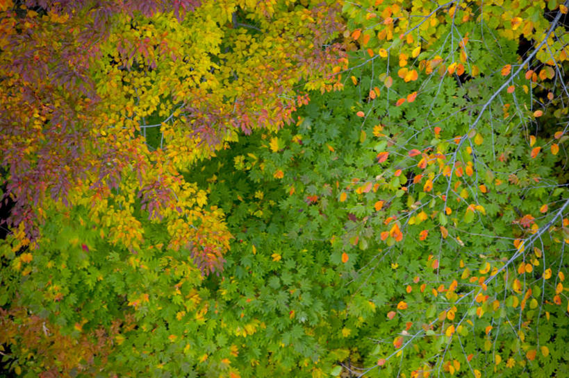无人,横图,俯视,航拍,室外,白天,旅游,度假,美景,秋季,植物,叶子,日本,亚洲,许多,景观,枯叶,落叶,娱乐,黄色,绿色,自然,享受,休闲,景色,放松,鸟瞰,自然风光,东亚,本州,本州岛,日本国,岩手,岩手县,东北地方,叶,叶片,秋,秋天,彩图,高角度拍摄