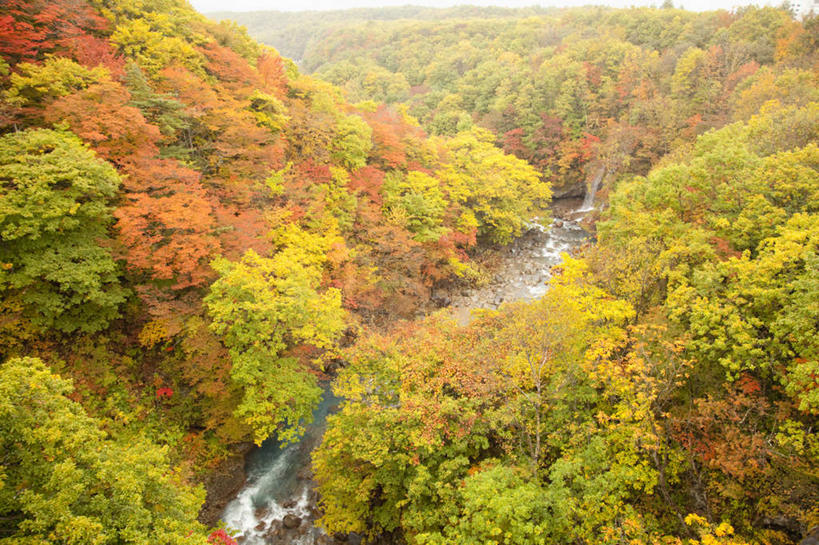 无人,横图,俯视,航拍,室外,白天,旅游,度假,河流,石头,美景,秋季,森林,树林,水,植物,秋田县,日本,亚洲,阴影,光线,石子,影子,河水,景观,水流,娱乐,树,树木,绿色,小溪,阳光,自然,溪水,享受,休闲,景色,放松,生长,成长,鸟瞰,自然风光,东亚,本州,本州岛,日本国,秋田,东北地方,八幡平,石块,秋,秋天,彩图,高角度拍摄,鹿角郡