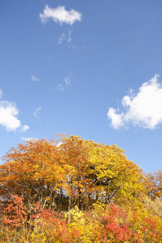 无人,竖图,室外,白天,仰视,旅游,度假,美景,秋季,树林,植物,秋田县,日本,亚洲,阴影,光线,影子,景观,云,云朵,云彩,娱乐,树,树木,蓝色,绿色,白云,蓝天,天空,阳光,自然,天,享受,休闲,景色,放松,生长,晴朗,成长,自然风光,东亚,本州,本州岛,日本国,秋田,东北地方,八幡平,晴空,秋,秋天,彩图,低角度拍摄,鹿角郡