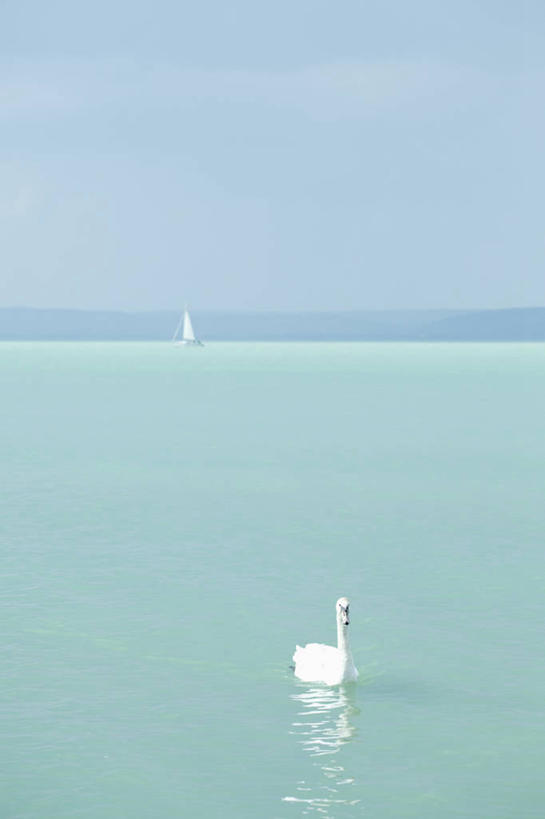 帆船,游泳,无人,竖图,室外,白天,正面,旅游,度假,湖,湖泊,美景,山,山脉,水,船,鸟,野生动物,天鹅,欧洲,匈牙利,停靠,阴影,光线,鸟类,影子,湖面,景观,山峰,水流,水面,山峦,注视,娱乐,一只,蓝色,蓝天,天空,阳光,自然,动物,交通工具,湖水,群山,天,观察,看,享受,休闲,景色,放松,可爱,晴朗,观看,察看,关注,停泊,自然风光,载具,中欧,万里无云,泅水,匈牙利共和国,拍浮,巴拉顿湖,晴空,晴空万里,鹄,彩图,全身