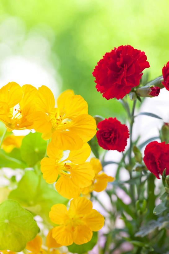 无人,竖图,室内,特写,白天,正面,热情,康乃馨,阴影,朦胧,模糊,盛开,反射,影子,祝福,花蕾,花,花瓣,花朵,鲜花,黄色,红色,花苞,花蕊,母爱,清纯,亲情,旱金莲,金莲花,思念,宽容,热恋,真挚,荷兰石竹,寒金莲,旱荷,旱莲花,金钱莲,大红雀,大花石竹,狮头石竹,热心,麝香石竹,石竹,香石竹,旱荷花,彩图,魅力