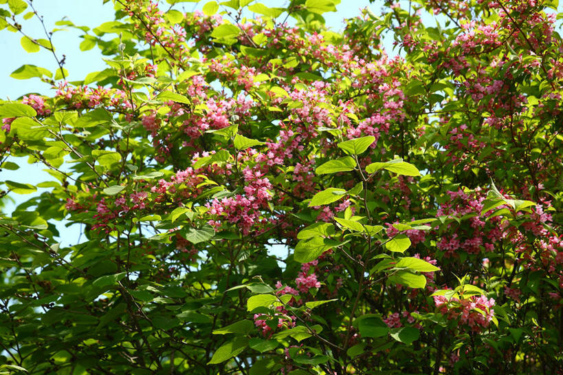 无人,横图,室外,特写,白天,仰视,美景,植物,叶子,阴影,朦胧,模糊,盛开,光线,影子,景观,绿叶,枝条,花蕾,花,花瓣,花朵,鲜花,树,树木,树枝,绿色,阳光,自然,花苞,花蕊,嫩叶,景色,生长,成长,自然风光,海仙花,锦带花,五色海棠,虬枝,枝杈,叶,叶片,彩图,低角度拍摄,山脂麻